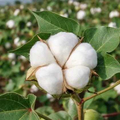 Cotton