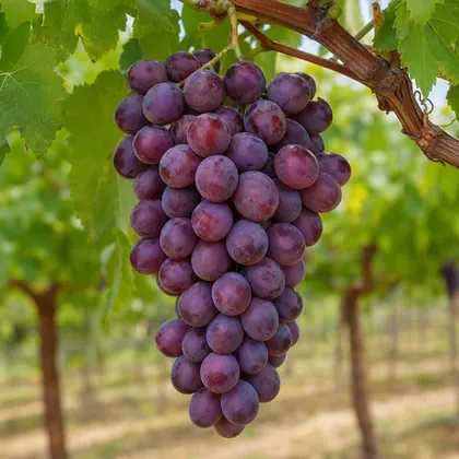 Grapes