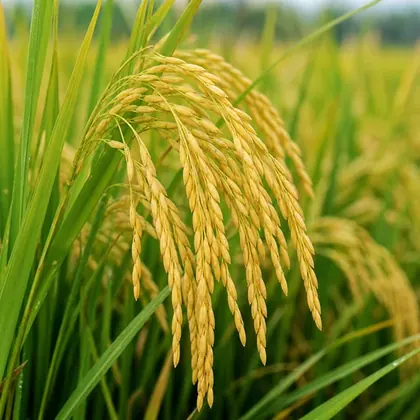 Rice / Paddy